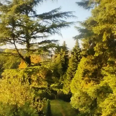 Blick Ins Grune *